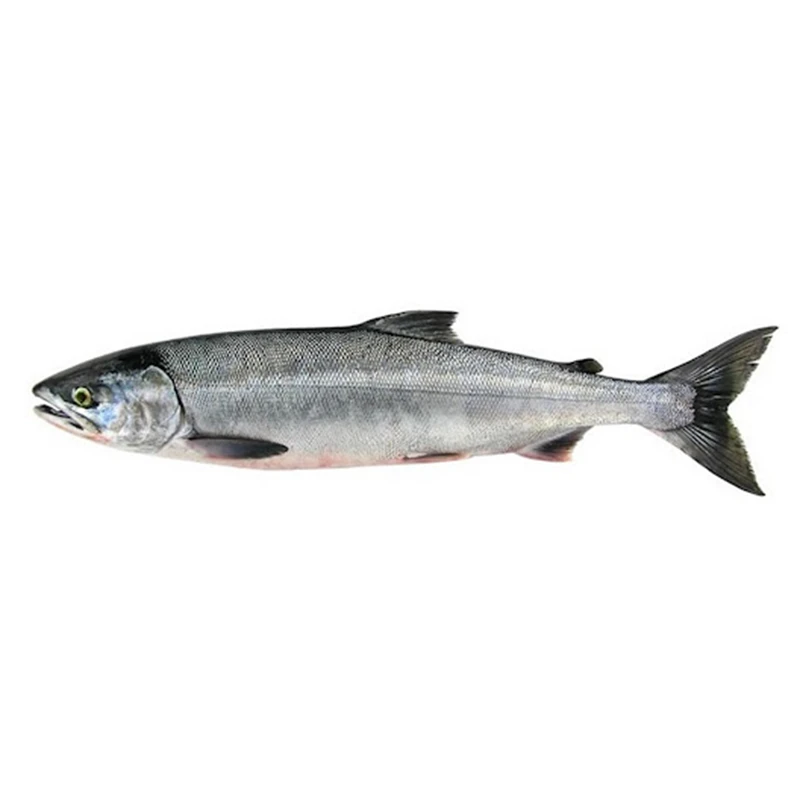 Salmón Keta