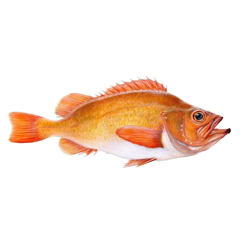 Perca oceánica